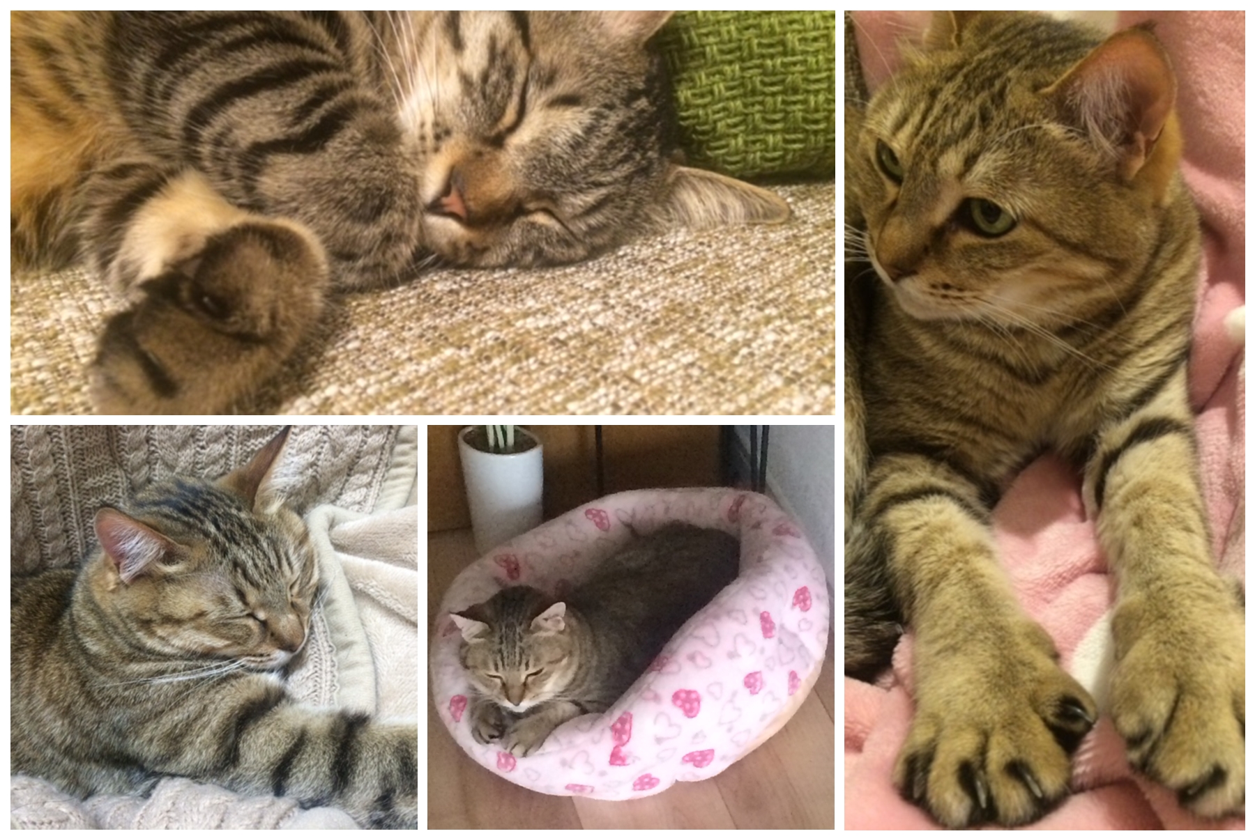 ねこの写真コラージュ